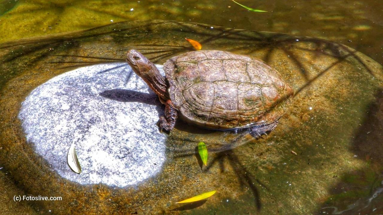 Вилла Ste Reves D'Oasis Ait Melloul  Экстерьер фото